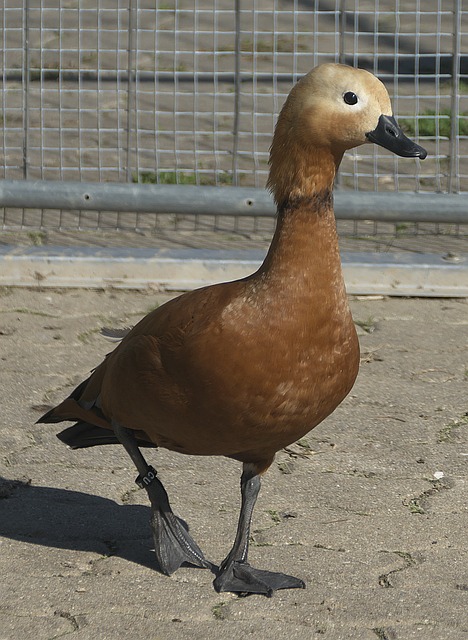 其次